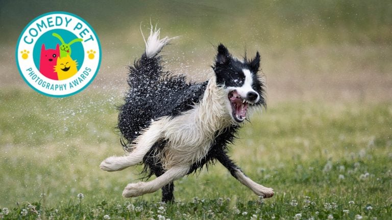 comedy pet photography awards